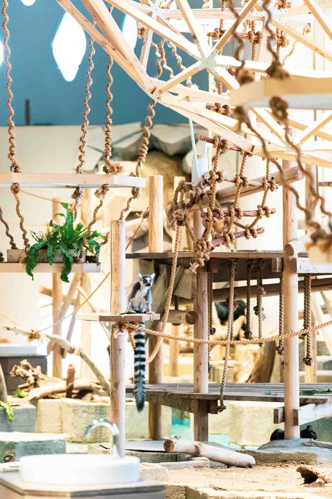 Arbre à chat bois flotté à vendre