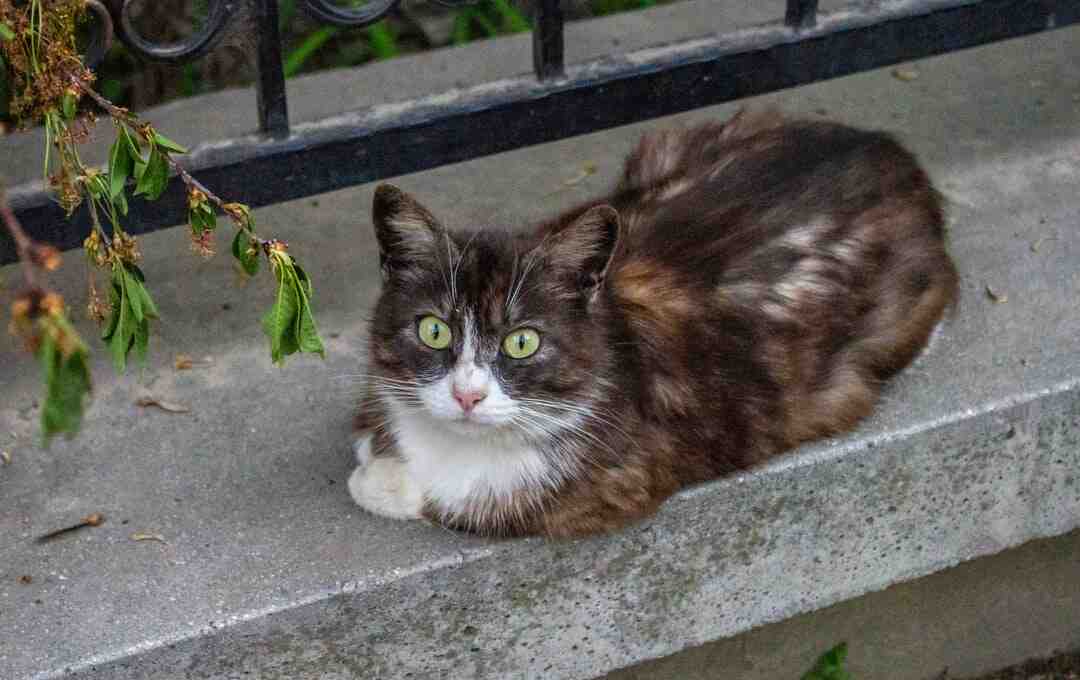 Comment construire une cabane dans les arbres ?