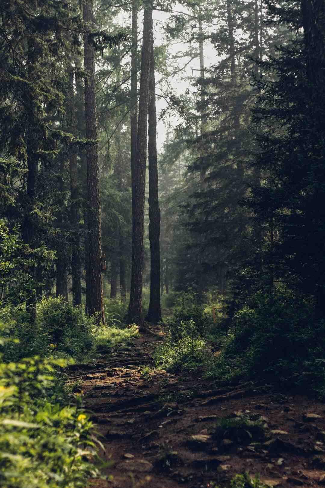 Comment enlever les poils de chat sur arbre à chat ?