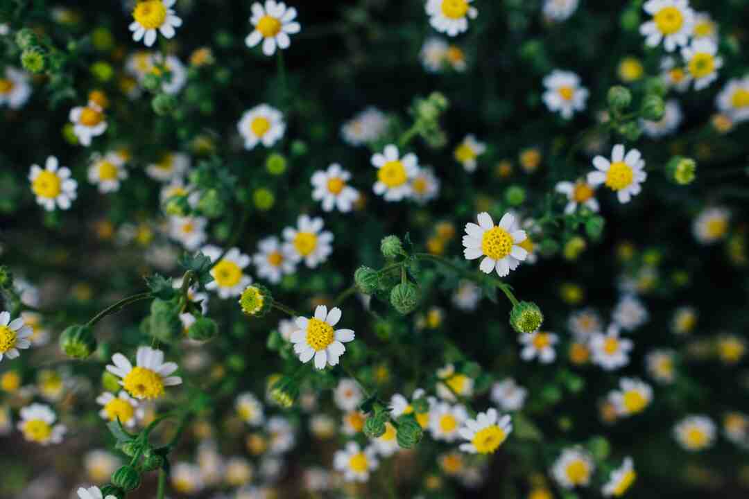 Comment faire un massif de fleurs sans mauvaises herbes ?