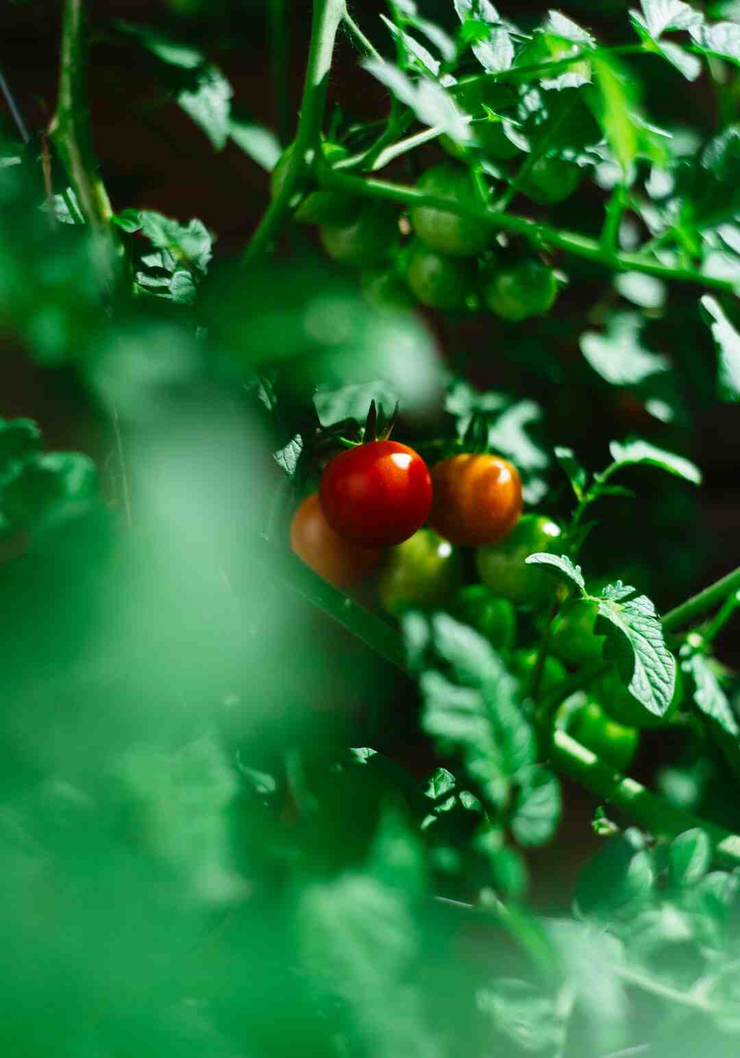 Comment mélanger le terreau à la terre ?