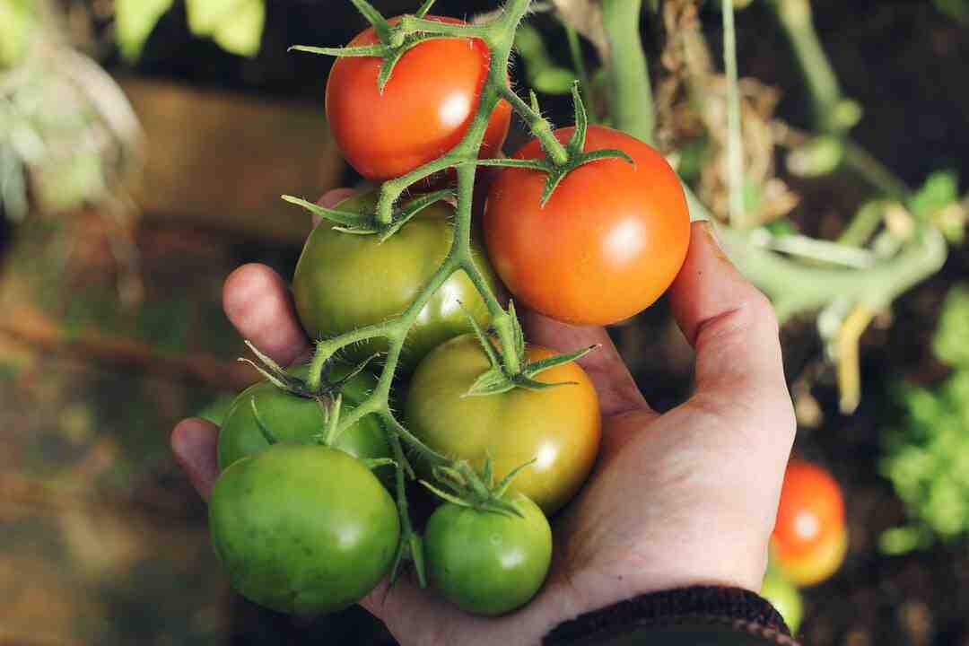 Comment préparer la terre pour faire un potager ?