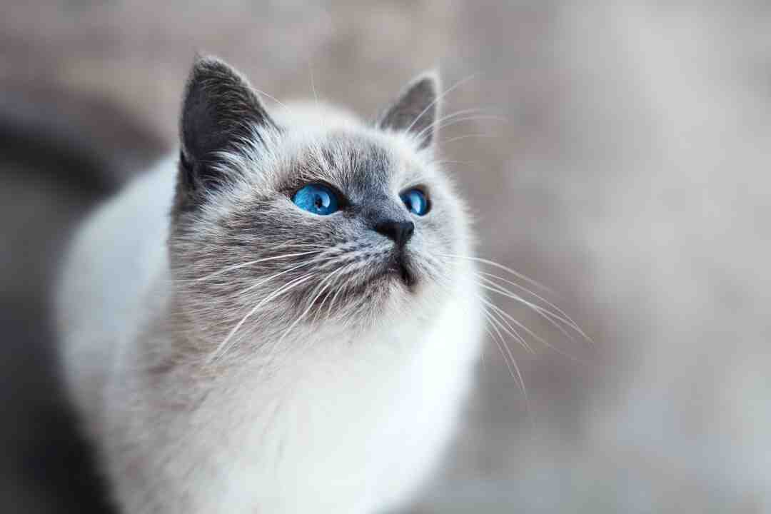 Où installer un arbre à chat ?