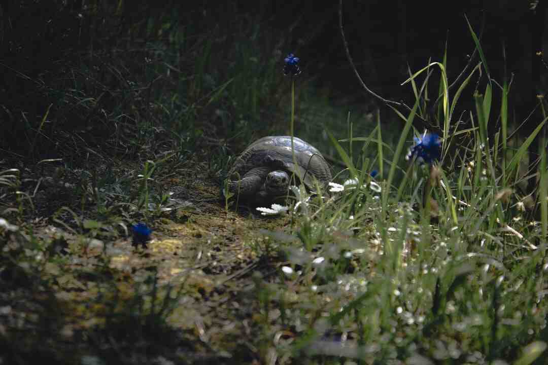 Pourquoi je mange super vite ?