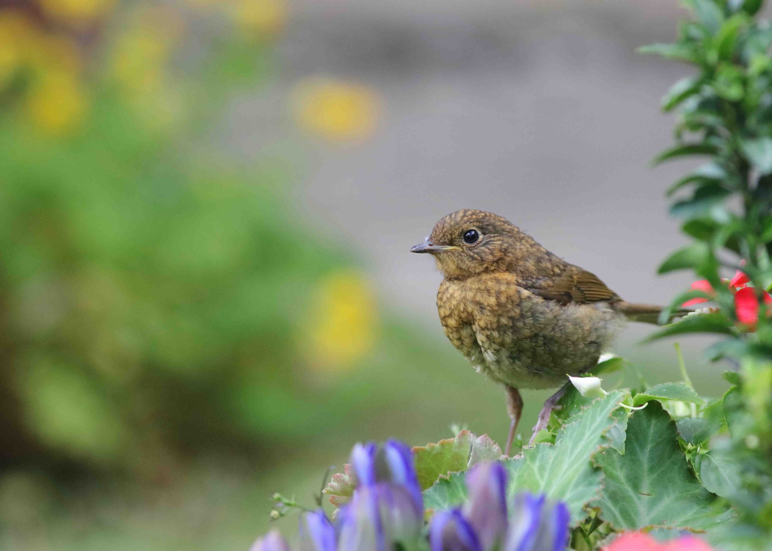Quelle est la meilleure période pour planter ?