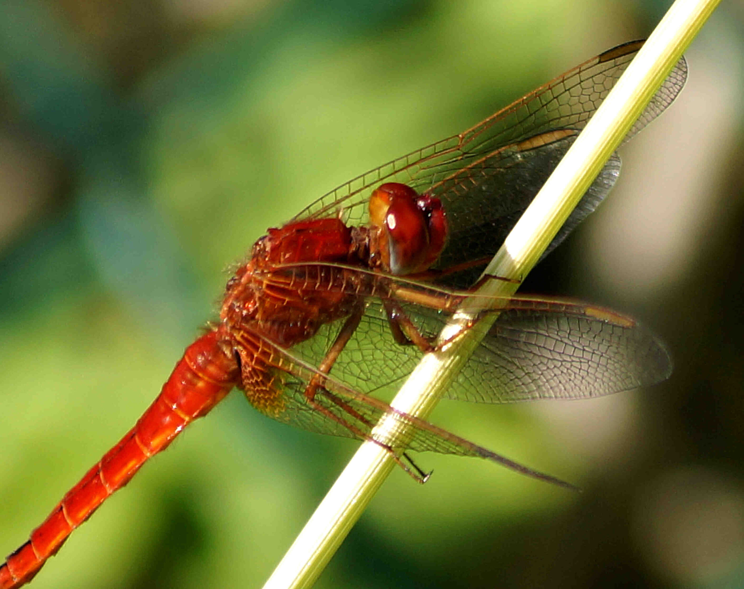 Quelle plante fleurie toute l'année ?