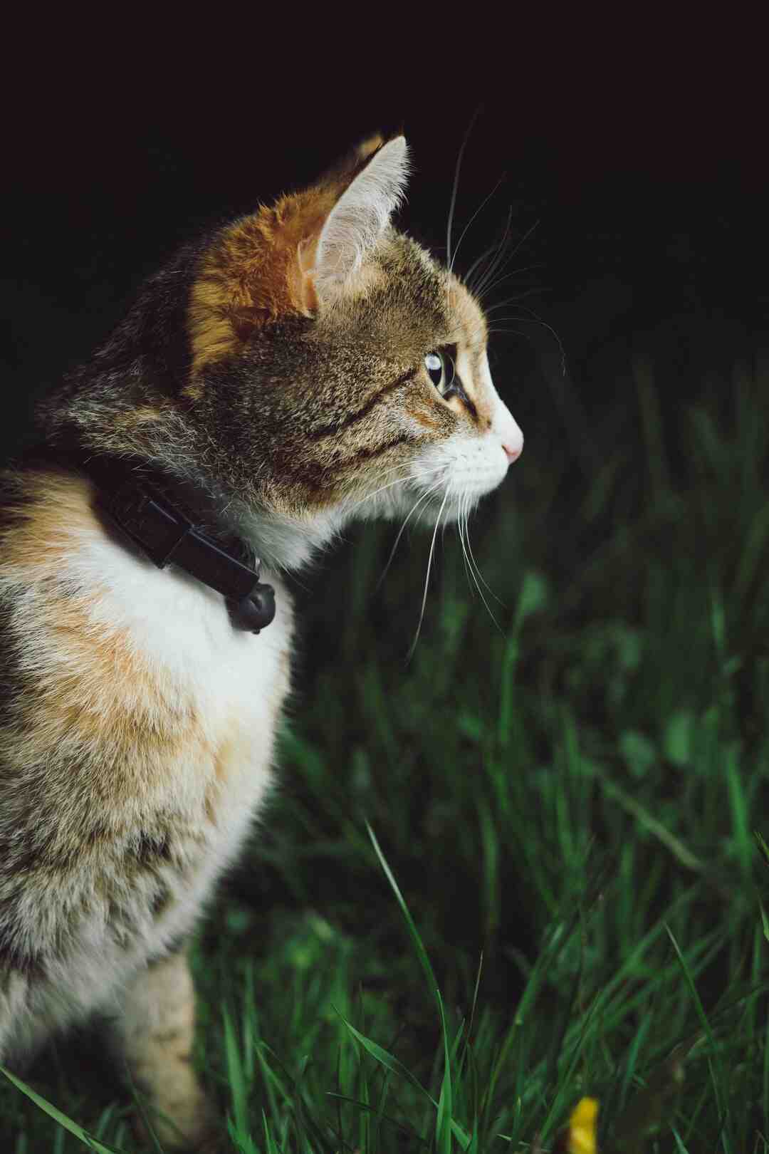 Arbre à chat modulable