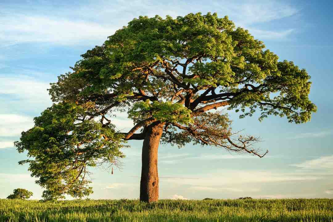 Arbre à chat mural modulable