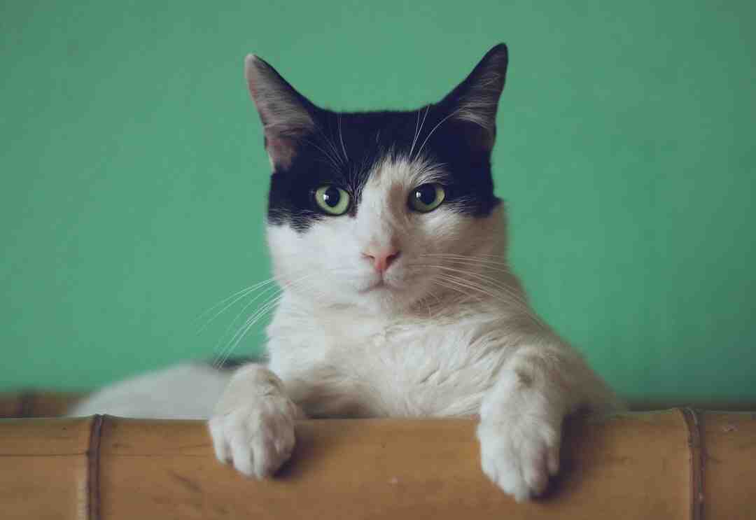 Arbre à chat occasion