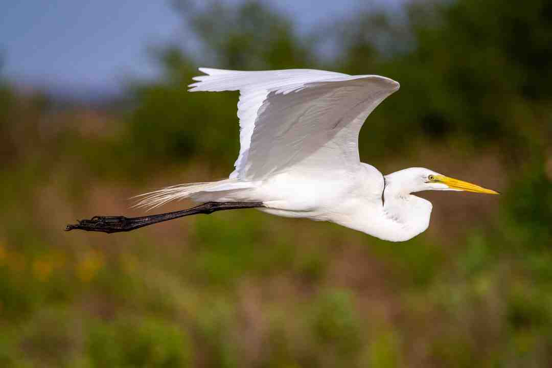 Astuce beauté indienne