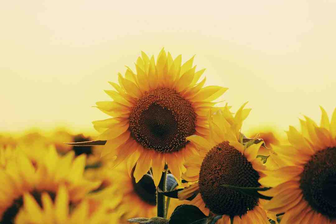 Comment arrêter zopiclone 75 mg ?