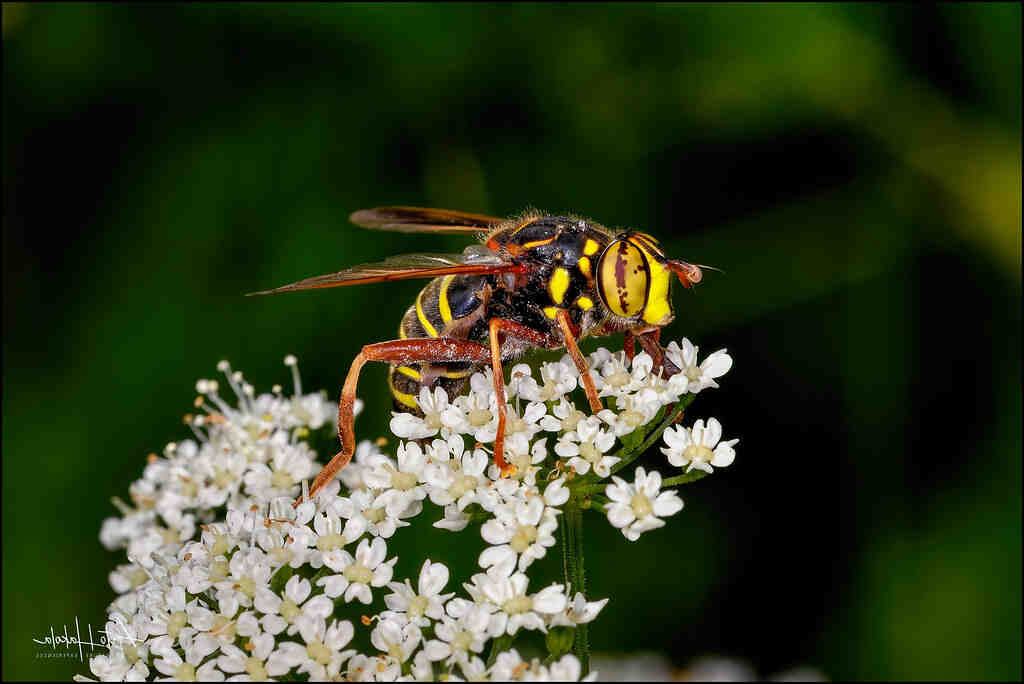 Comment augmenter le niveau des Dinos sauvage Ark ?