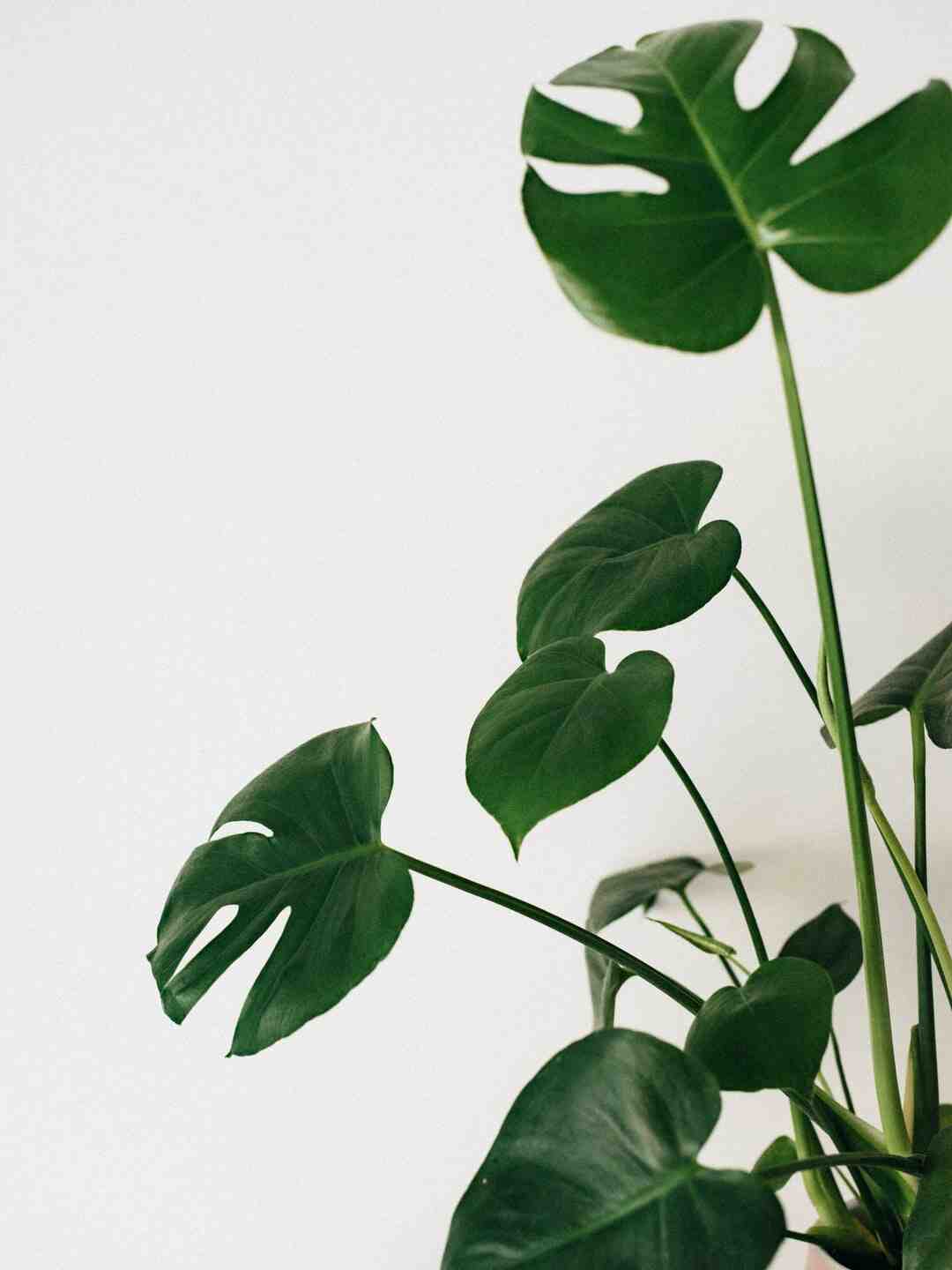 Comment avoir PvZ 3 ?