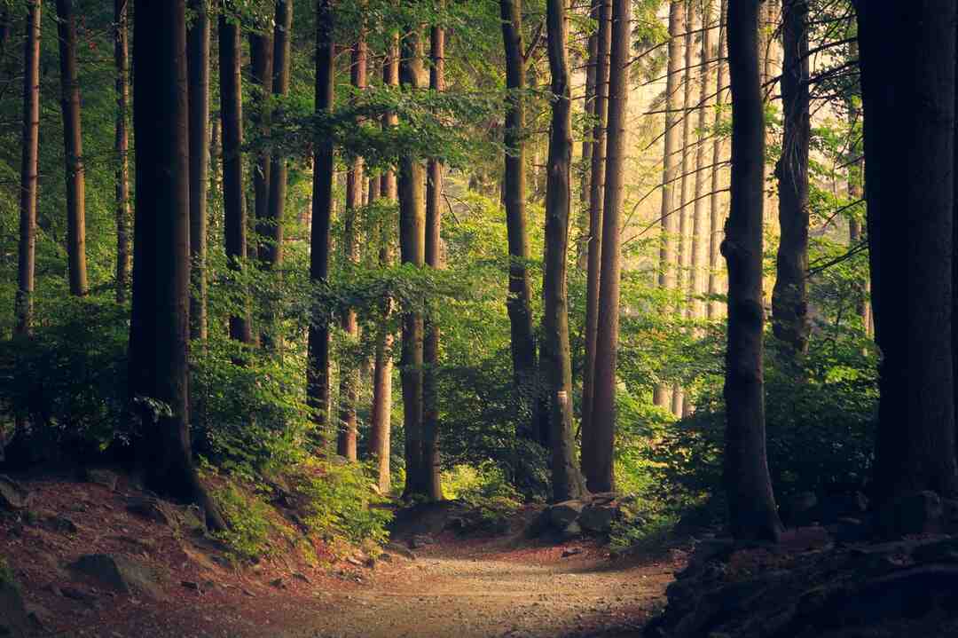 Comment avoir le mode créatif sur The Forest ?