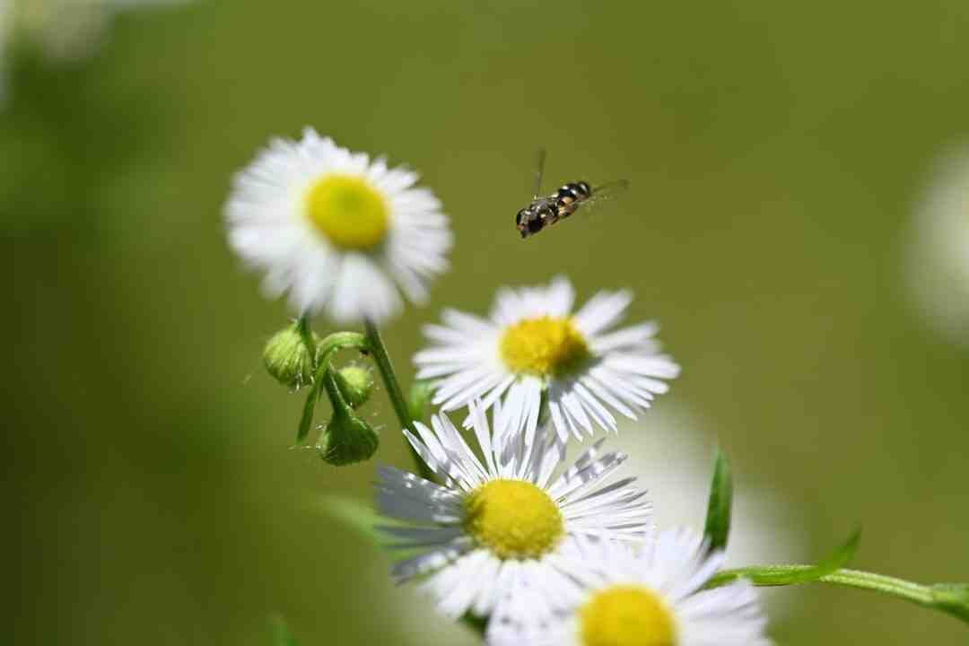 Comment avoir un ventre plat femme en 1 semaine ?