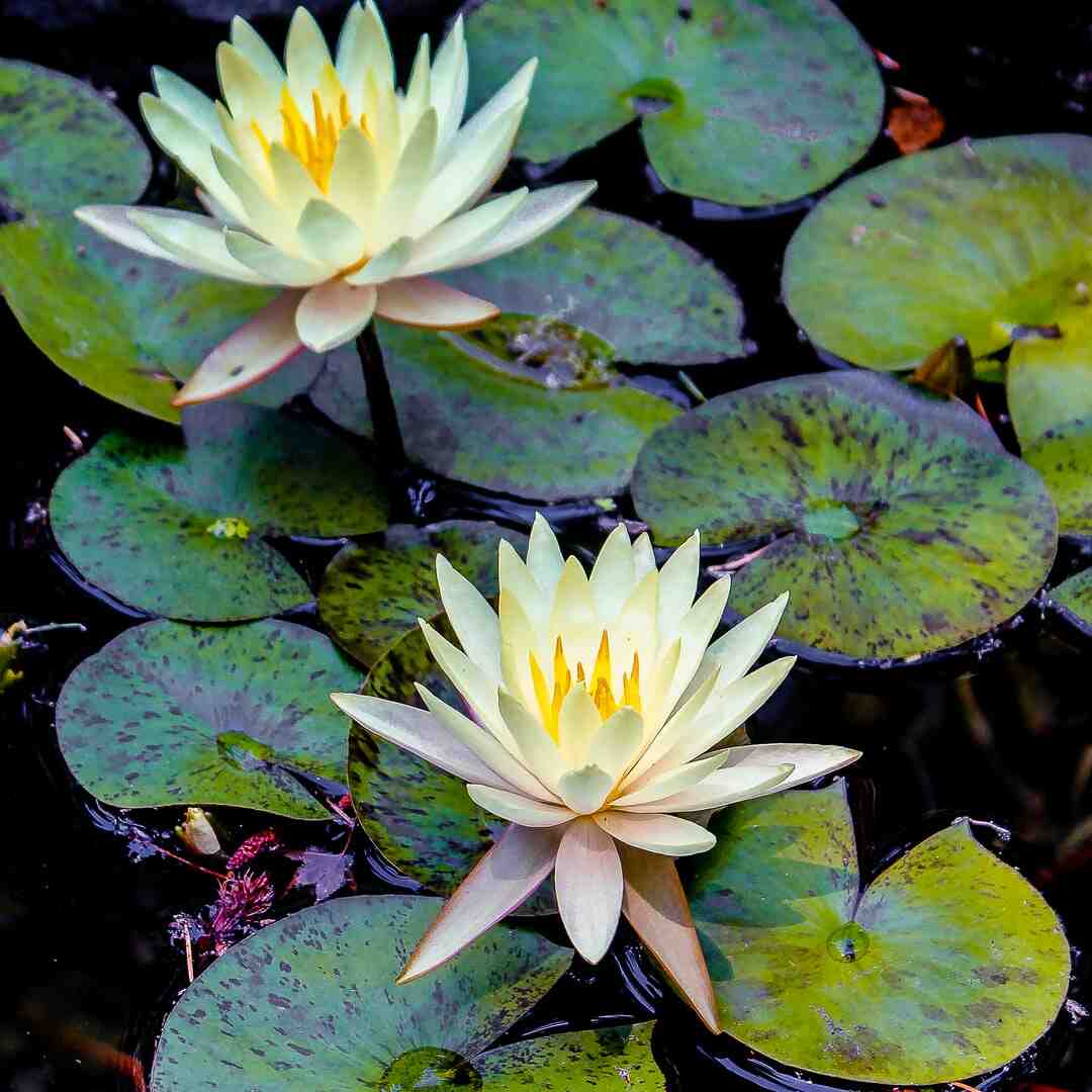 Comment avoir un visage sans défaut ?