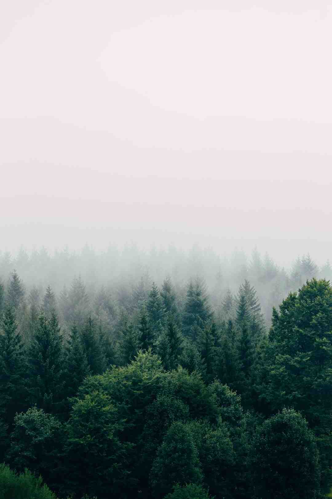 Comment bien débuter dans The Forest ?