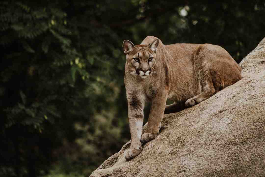 Comment construire un arbre à chat ?