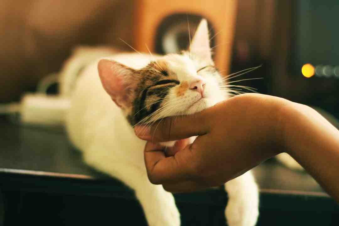 Comment construire un parcours pour chat ?