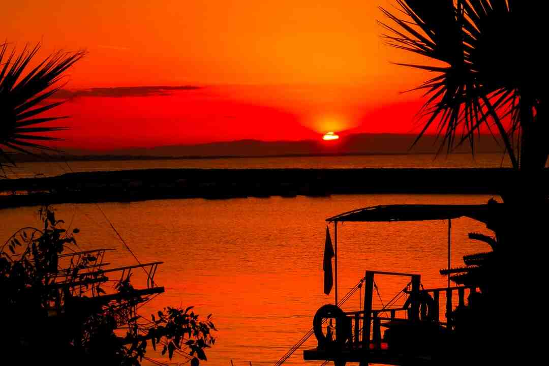 Comment couper une feuille d'aloe vera sans abîmer la plante ?