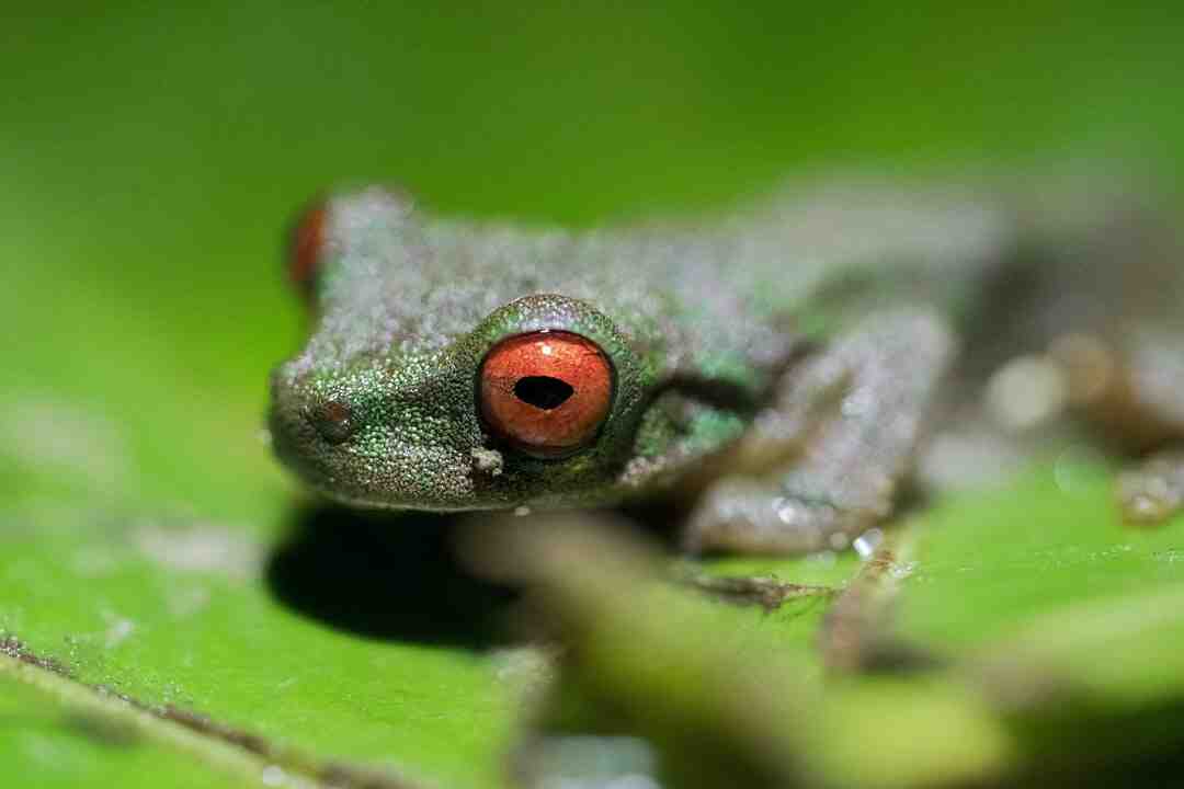 Comment débloquer le nerf sciatique ?