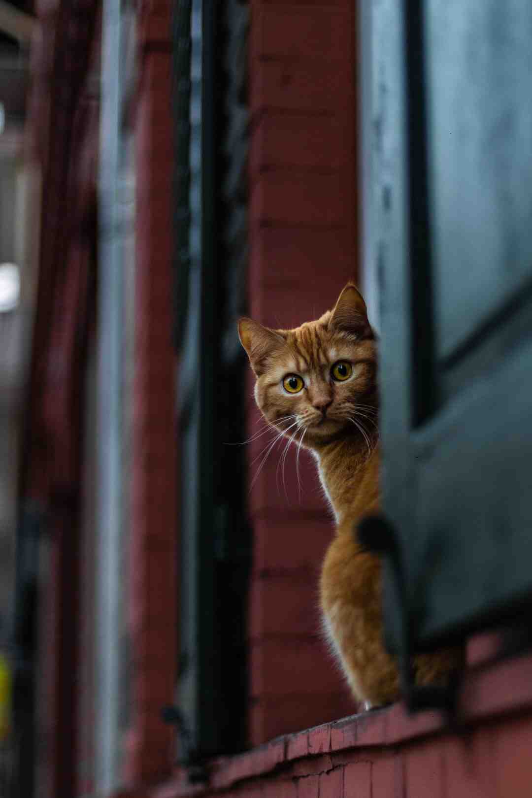 Comment disposer des arbres dans son jardin ?