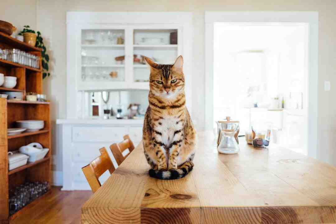 Comment donner à manger à son chat ?