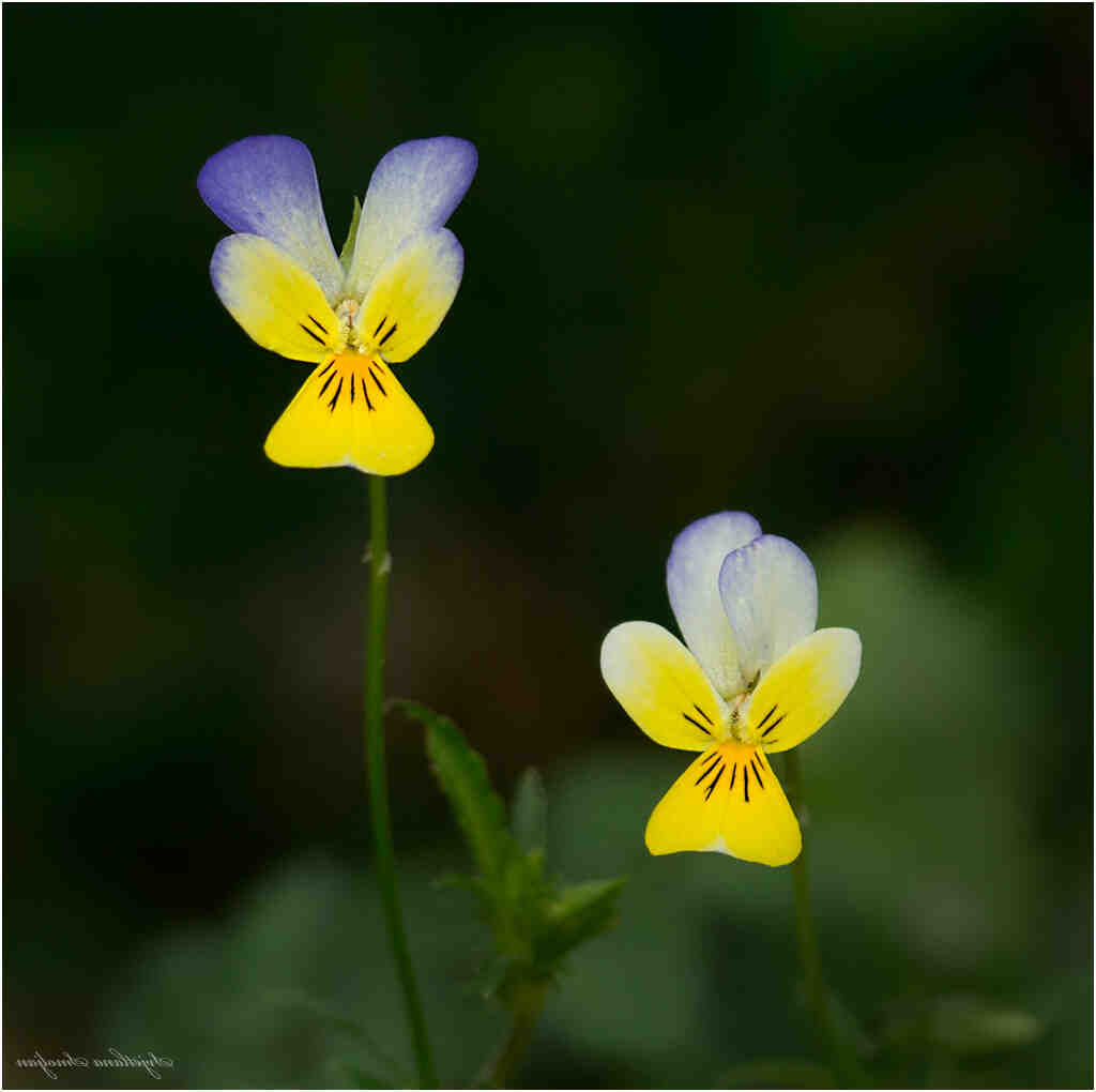 Comment dormir avec sa femme au lit ?