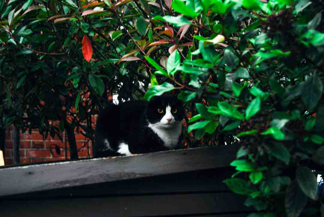 Comment fabriquer un arbre en bois ?