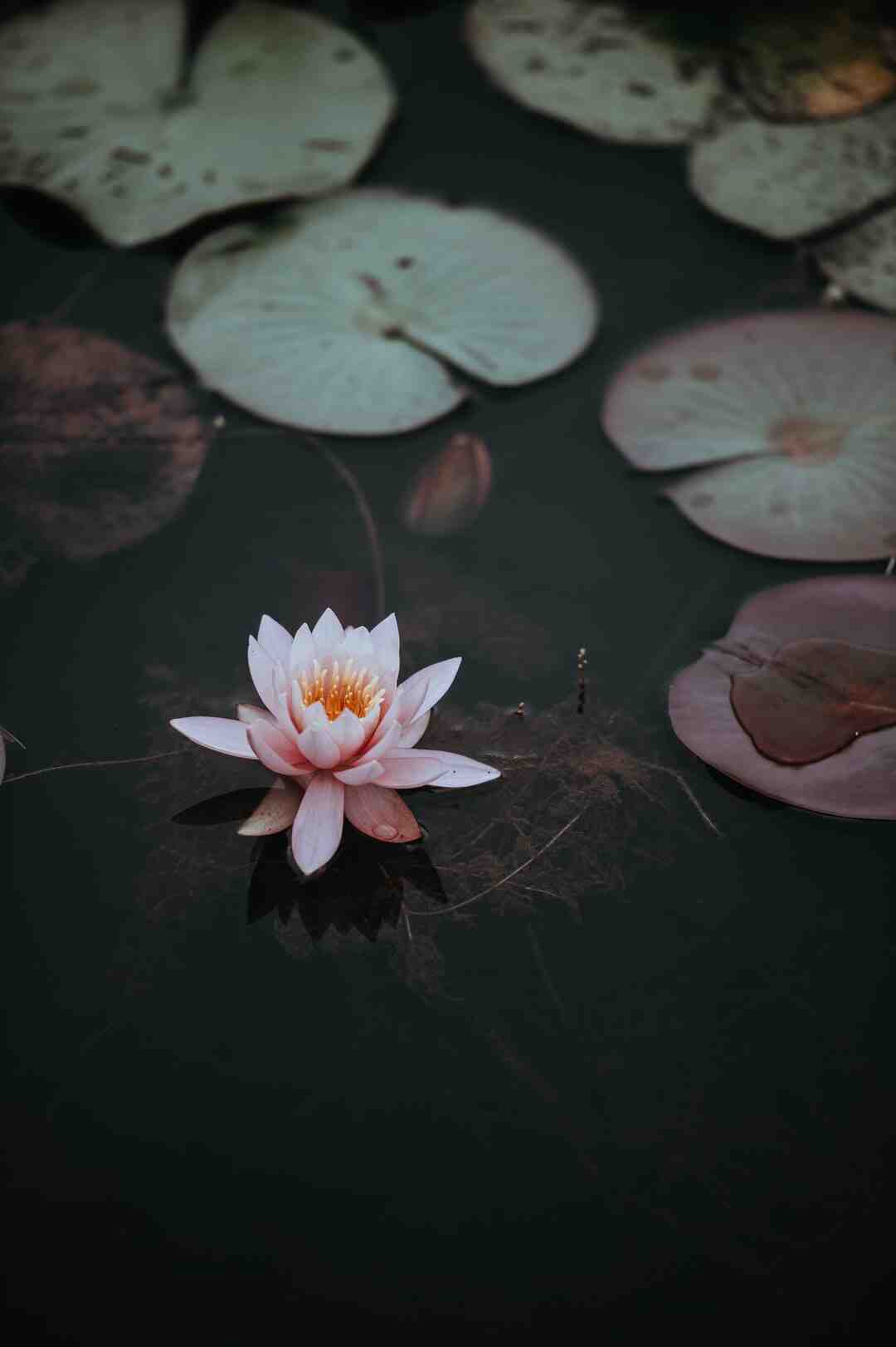 Comment fabriquer une cloche en papier ?