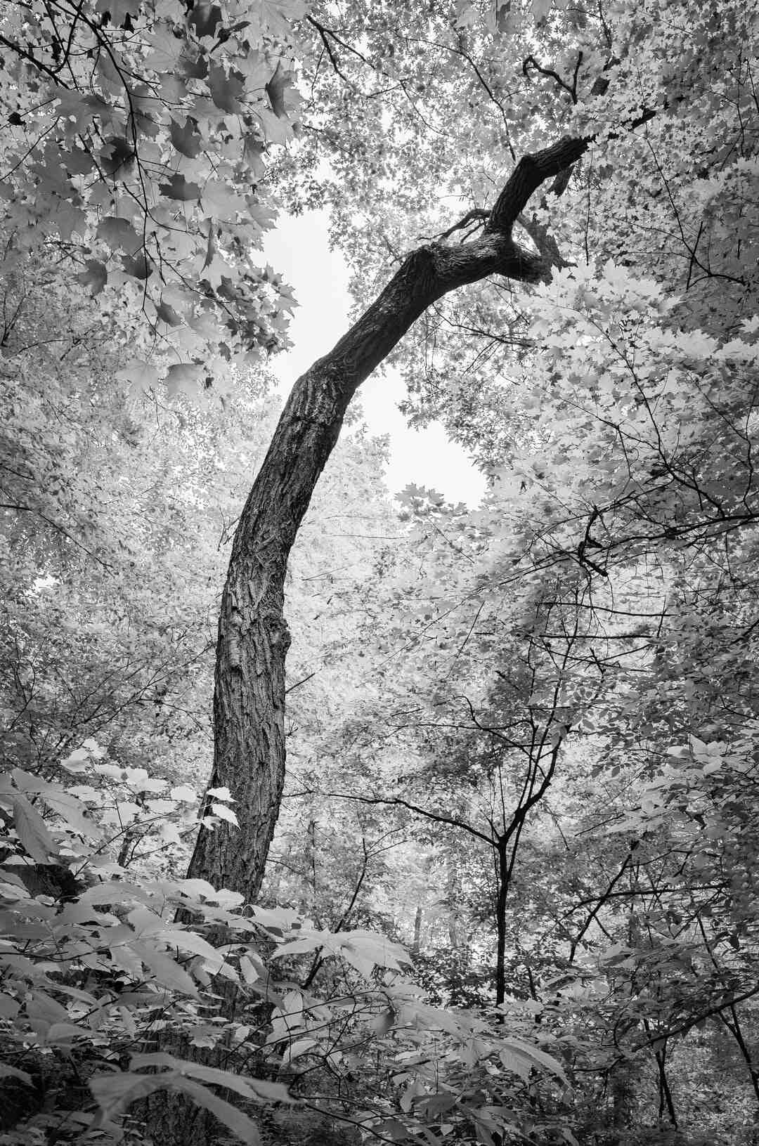 Comment faire pousser les cheveux sur une tête chauve ?