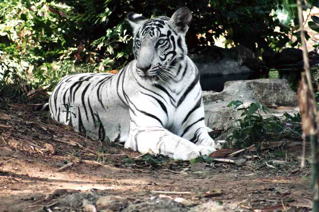 Comment faire un arbre à chat avec du carton ?