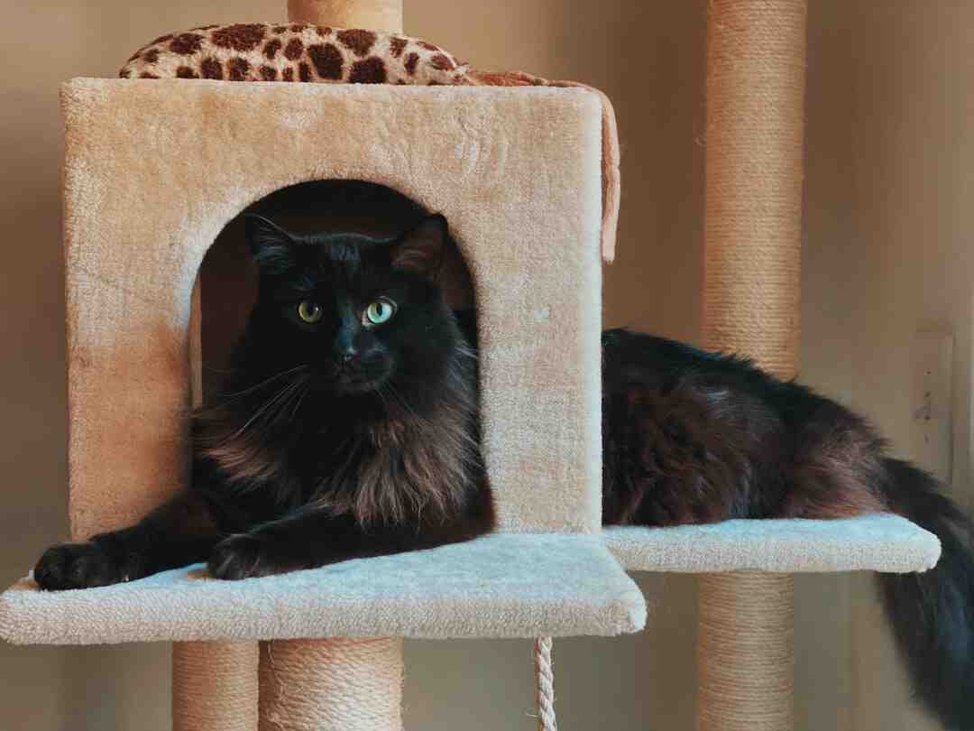 Comment faire un arbre à chat fait maison ?