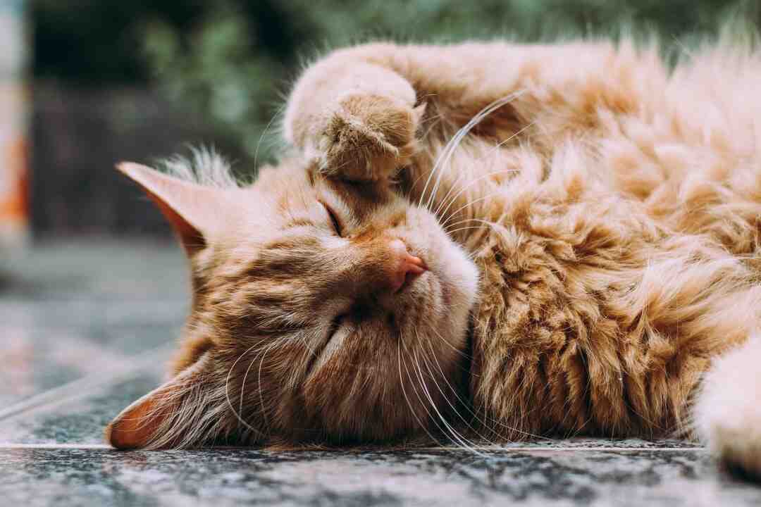 Comment faire un arbre à chat fait maison ?