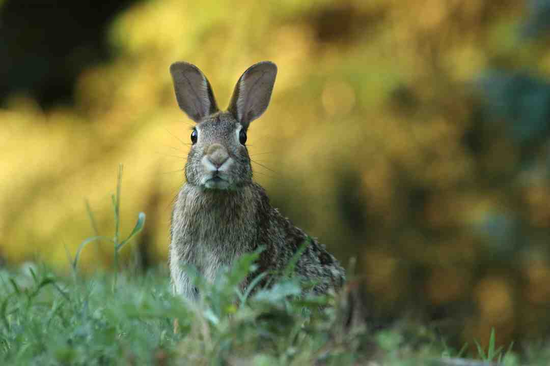 Comment faire un lapin de Pâques avec une serviette ?