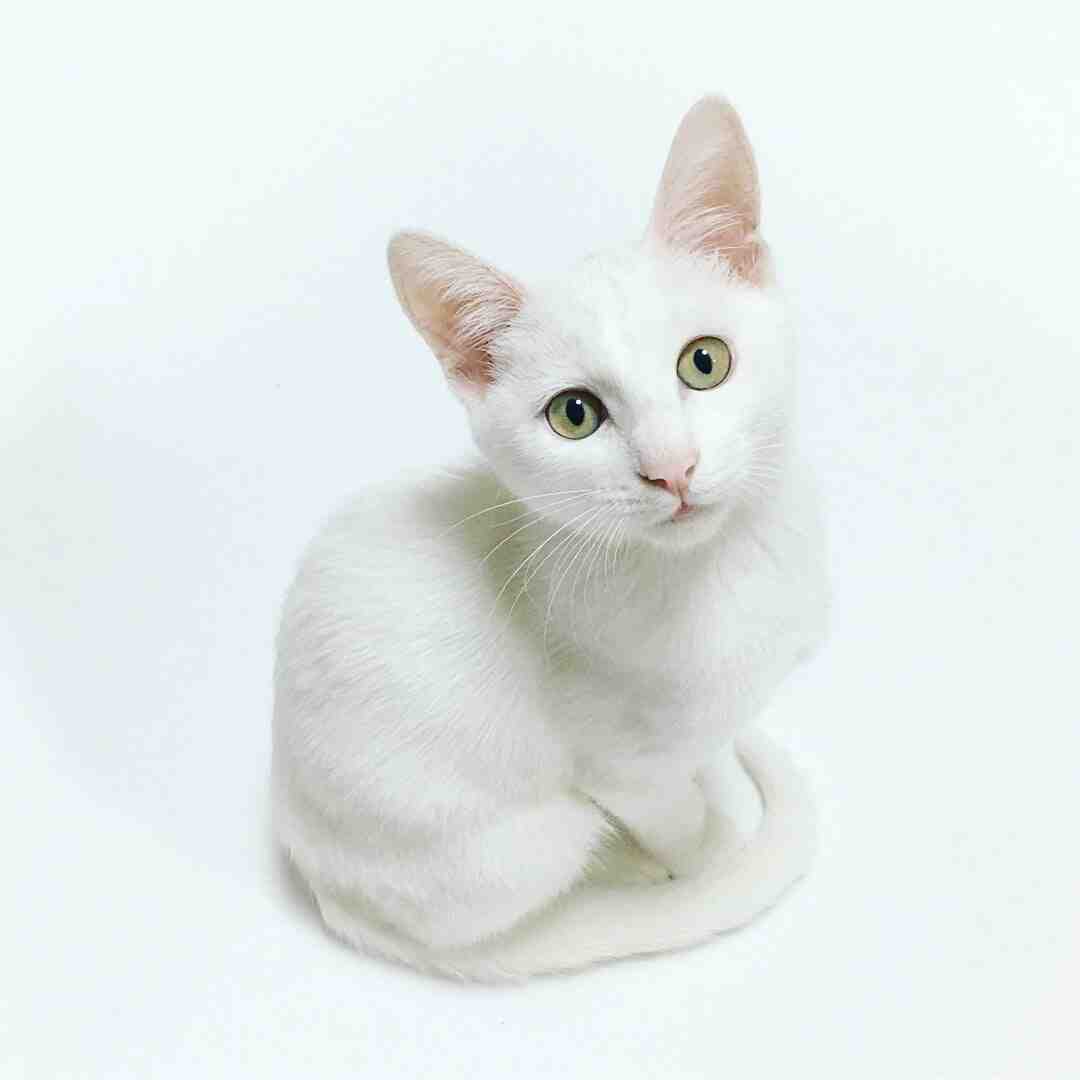 Comment faire un pont suspendu pour chat ?