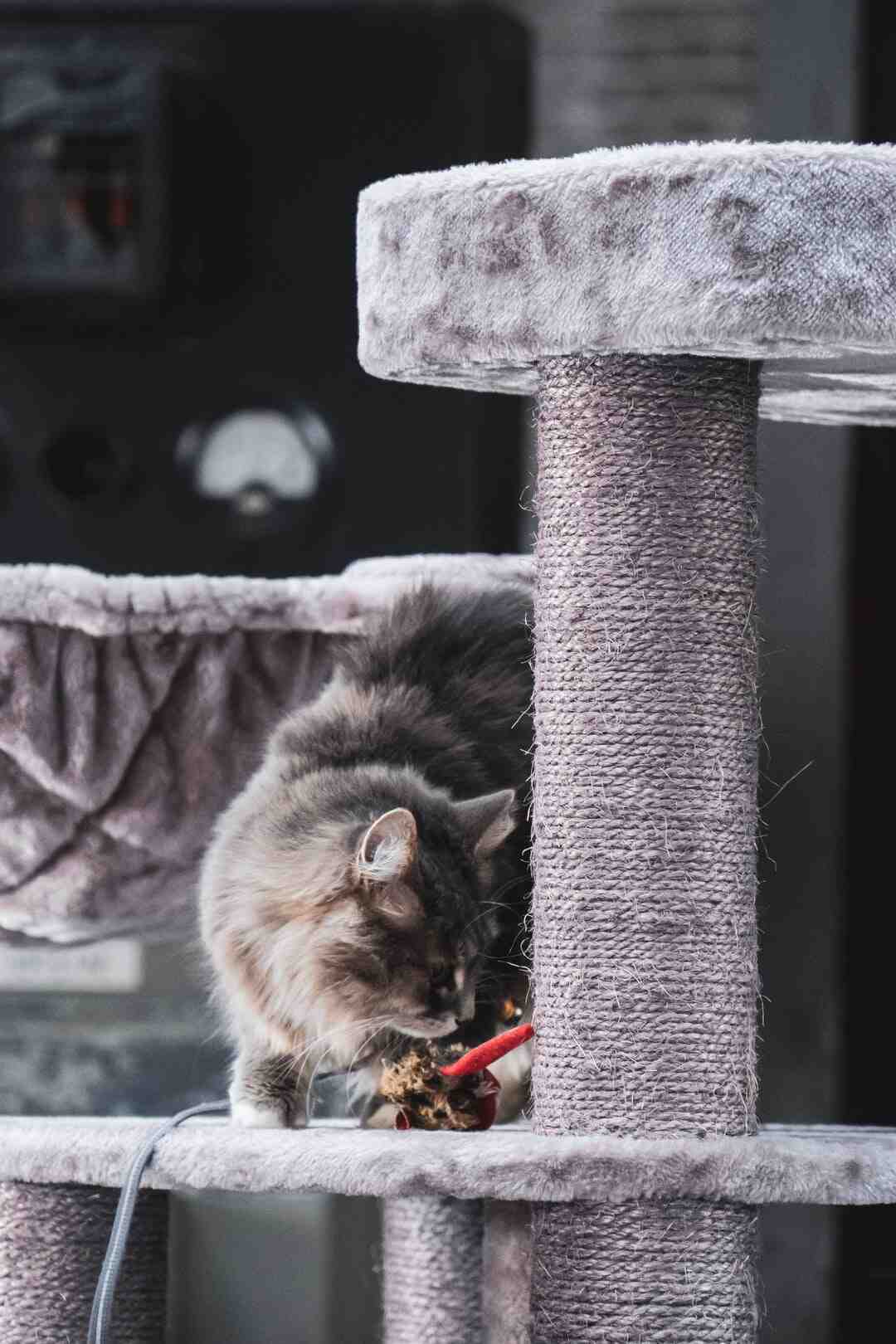 Comment faire un pont suspendu pour chat ?