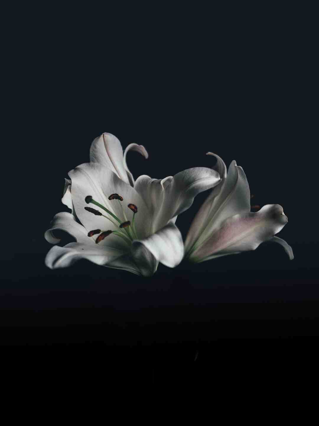 Comment faire une rose avec une serviette de table ?