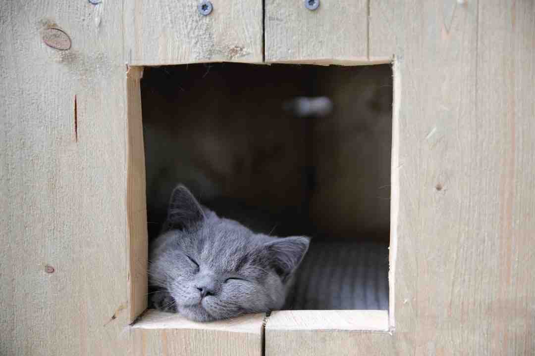 Comment fixer un arbre à chat ?