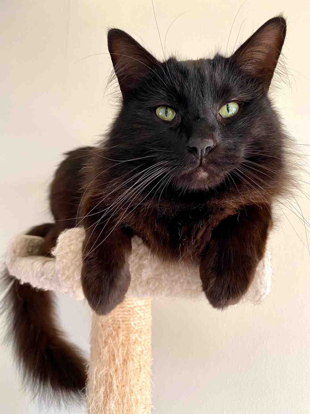 Comment fixer un arbre à chat au plafond ?