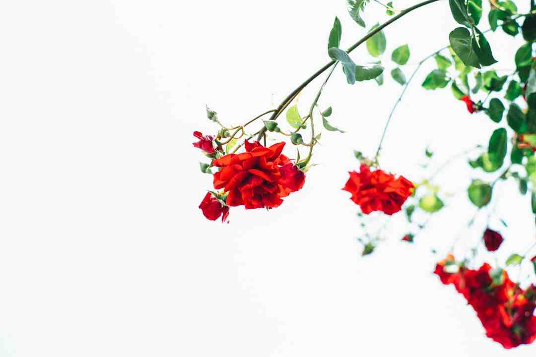 Comment fleurir son jardin en automne ?