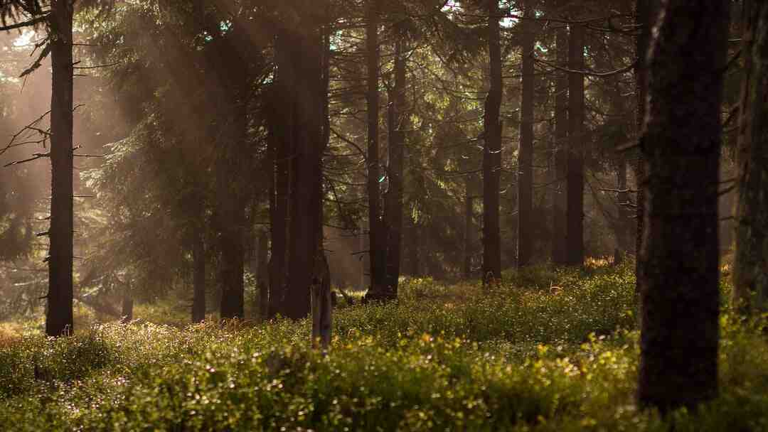 Comment habiller un arbre à chat ?