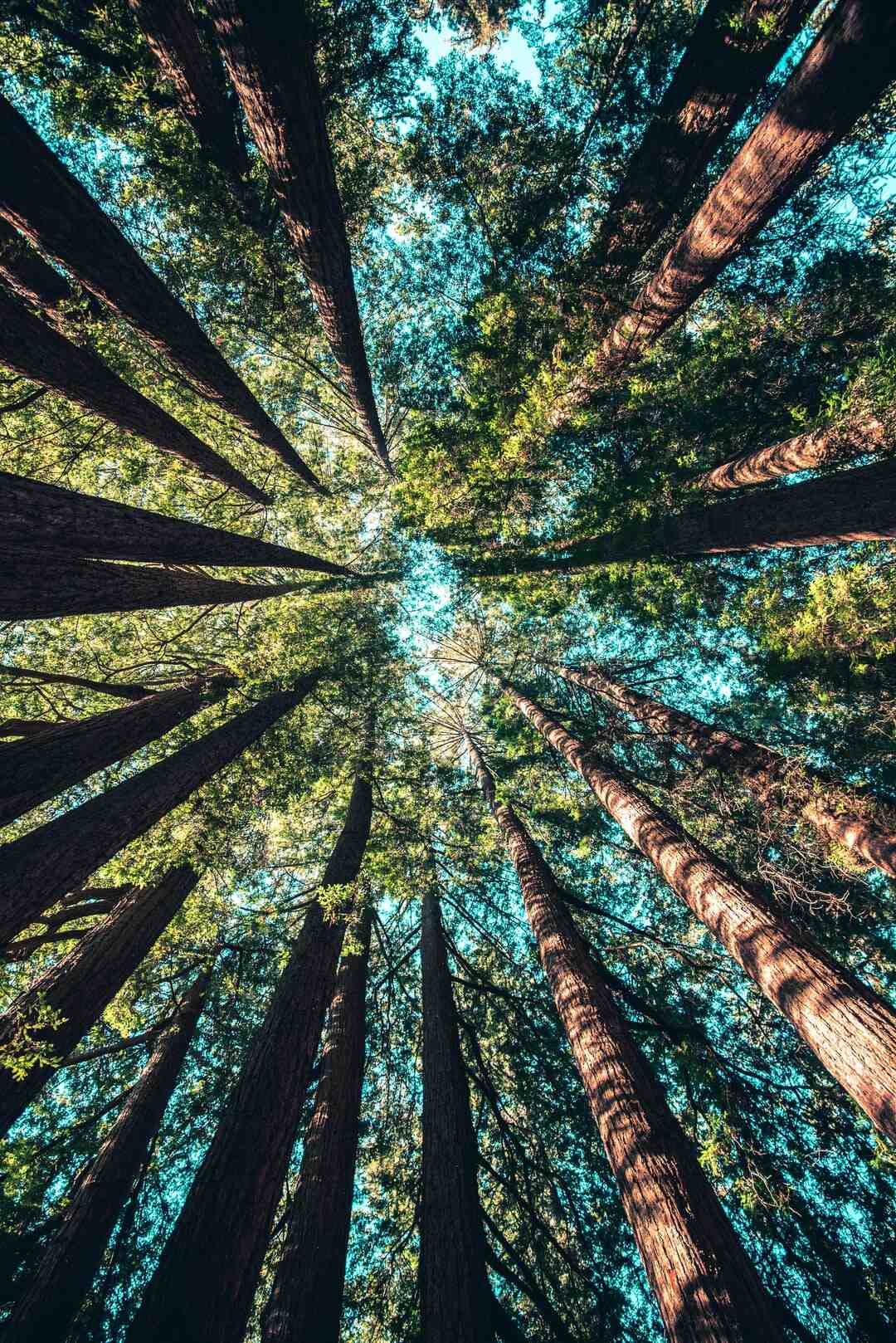 Comment inciter un chat à faire ses griffes sur un griffoir ?