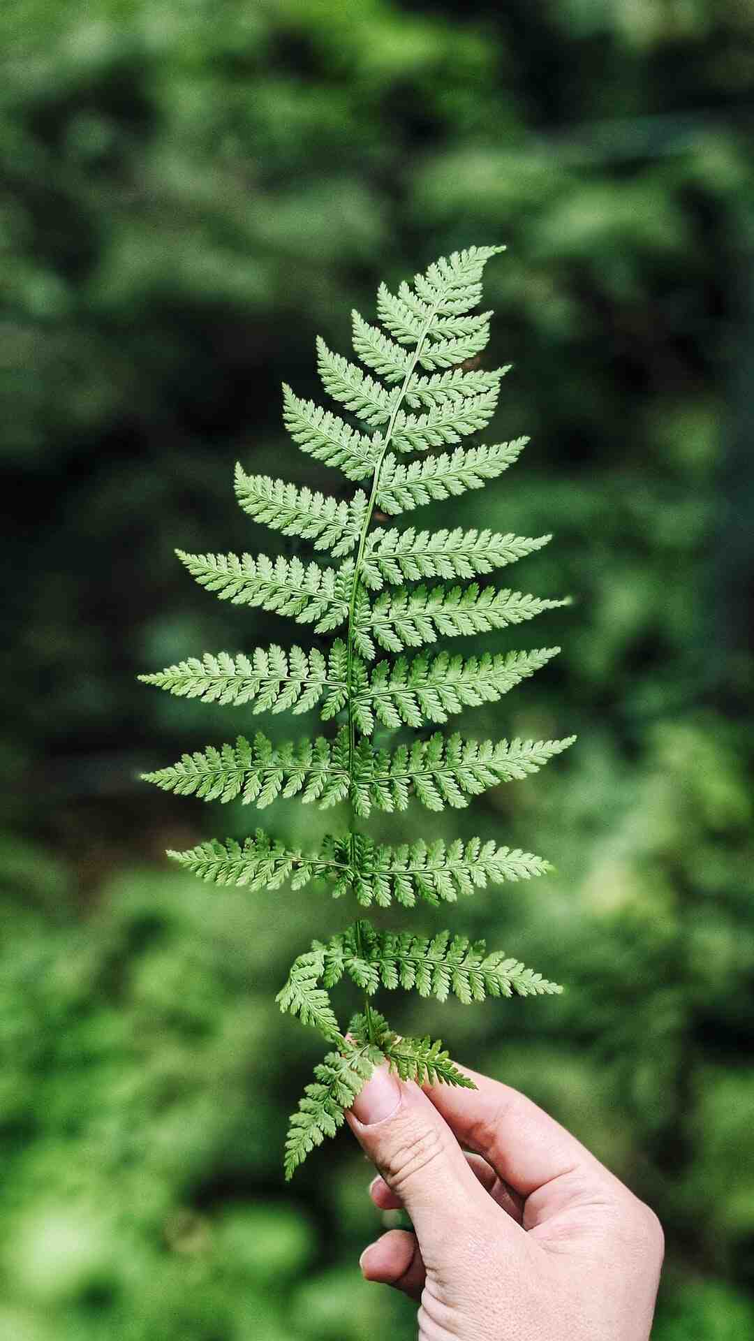 Comment installer plante vs Zombie 2 ?