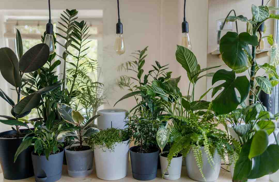 Comment jouer à la switch à deux ?