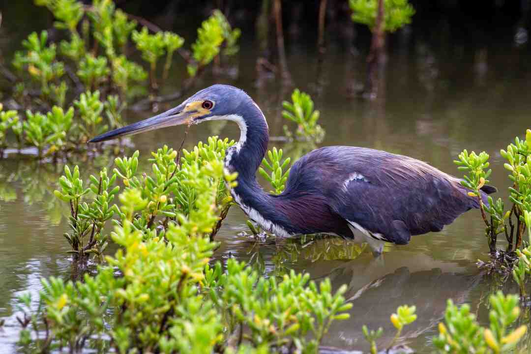 Comment les Indiennes se lavent les cheveux ?
