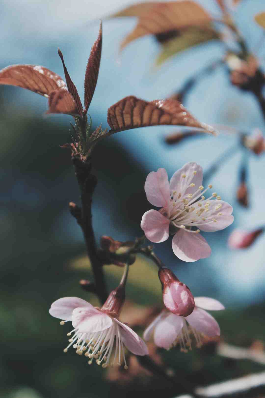 Comment mettre une bâche dans une jardinière ?