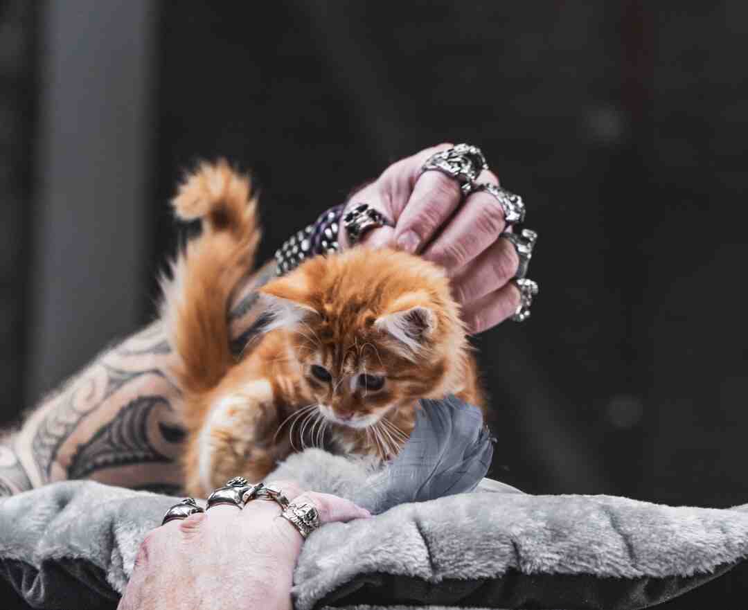 Comment refaire corde arbre à chat ?