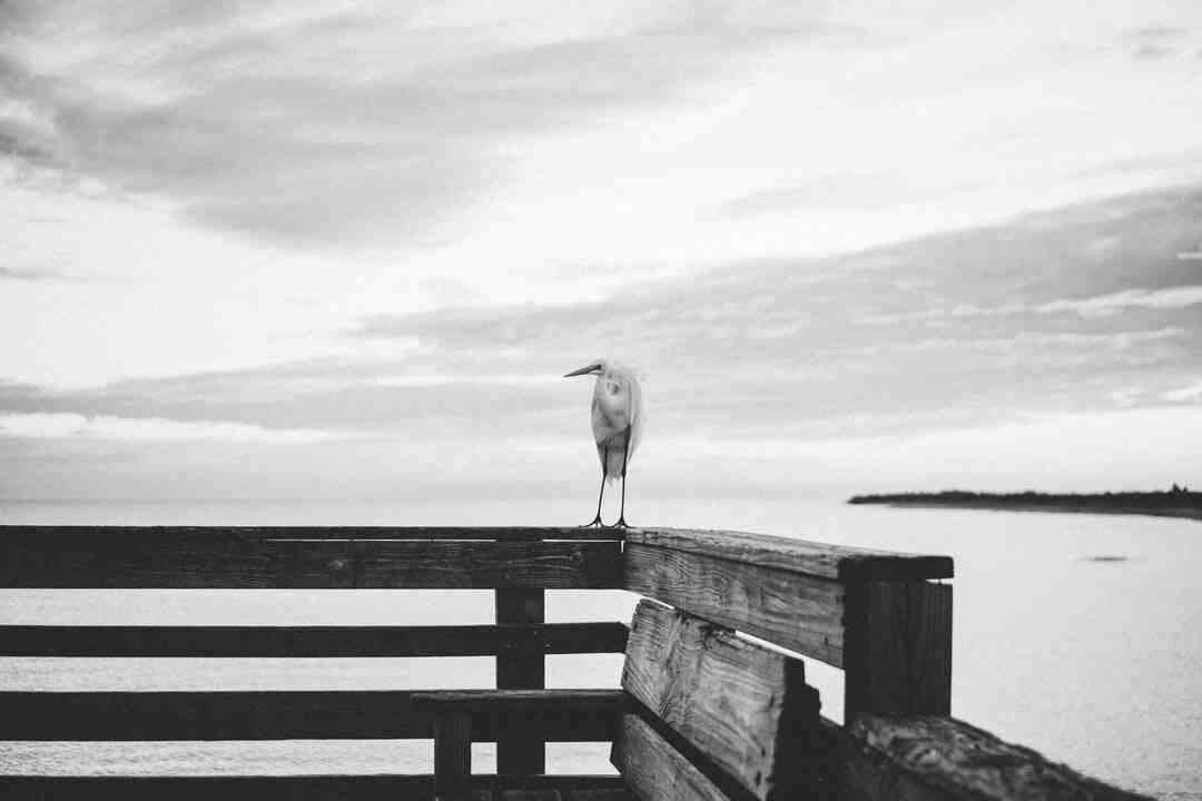 Comment remettre la barre de recherche en haut Mac ?