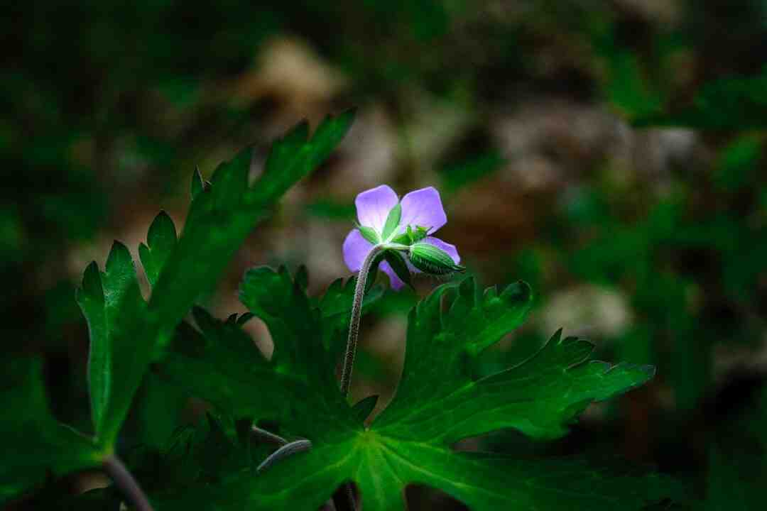Comment resilier chez Bouygues sans frais ?